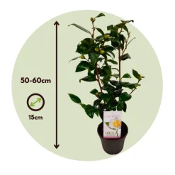 PLANT IN A BOX - Camélia - camellia japonica 'brush field' - hauteur 50-60cm - ⌀15cm