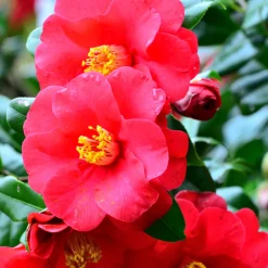 PLANT IN A BOX - Camélia - set de 3 - camellia japonica 'lady campbell' - hauteur 25-40cm - ⌀9cm