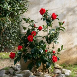 PLANT IN A BOX - Camélia - set de 2 - camellia japonica 'lady campbell' - hauteur 50-60cm - ⌀15cm