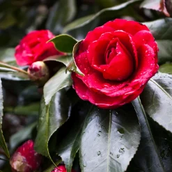 PLANT IN A BOX - Camélia - set de 2 - camellia japonica 'lady campbell' - hauteur 50-60cm - ⌀15cm