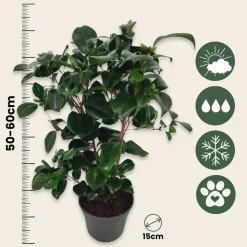 PLANT IN A BOX - Camélia - set de 2 - camellia japonica 'lady campbell' - hauteur 50-60cm - ⌀15cm