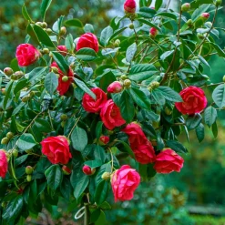 PLANT IN A BOX - Camélia - set de 2 - camellia japonica 'dr. King' - hauteur 50-60cm - ⌀15cm