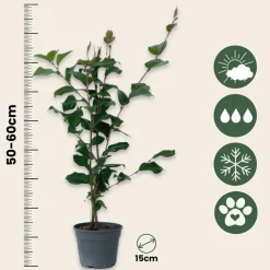 PLANT IN A BOX - Camélia - set de 2 - camellia japonica 'dr. King' - hauteur 50-60cm - ⌀15cm