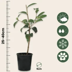 PLANT IN A BOX - Camélia - set de 3 - camellia japonica 'bonomiana' - hauteur 25-40cm - ⌀9cm