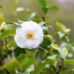 PLANT IN A BOX - Camélia - set de 3 - camellia japonica 'brush field' - hauteur 25-40cm - ⌀9cm