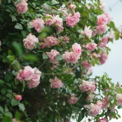 PLANT IN A BOX - Camélia - set de 2 - camellia japonica 'bonomiana' - hauteur 50-60cm - ⌀15cm