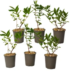 PLANT IN A BOX - Chèvrefeuille - set de 6 - lonicera kamtchatica - hauteur 25-40cm - ⌀9cm