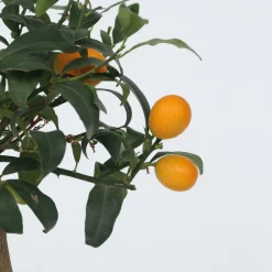 PLANT IN A BOX - Citronnier - set de 2 - citrus microcarpa 'kumquat' - h50-60cm - ⌀19cm