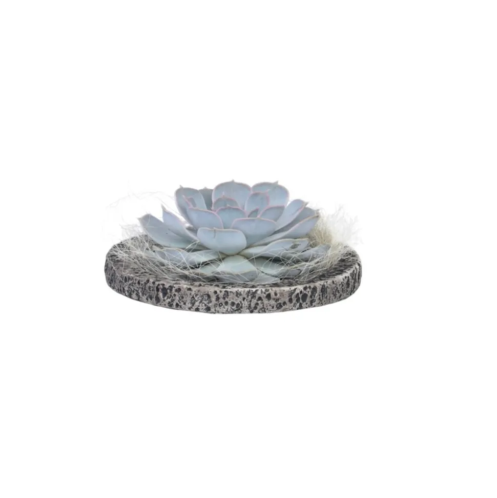 PLANT IN A BOX - Echeveria - echeveria lilacina - hauteur 8cm