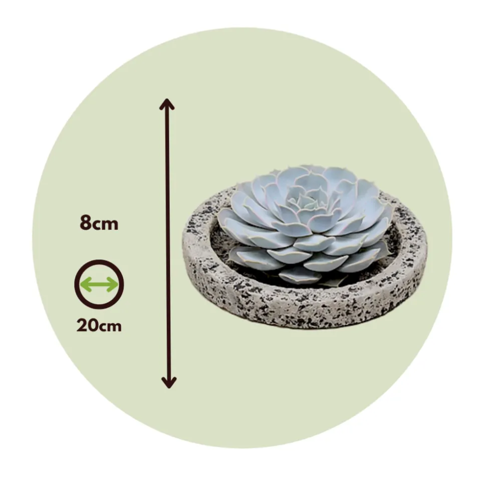 PLANT IN A BOX - Echeveria - echeveria lilacina - hauteur 8cm