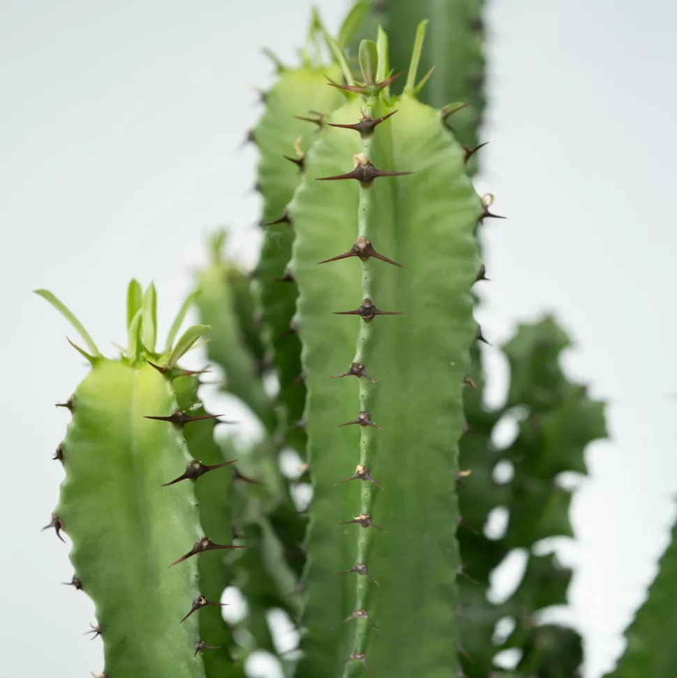 PLANT IN A BOX - Euphorbe ingens - set de 2 - euphorbia ingens - hauteur 50-60cm - ⌀17cm