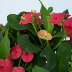 PLANT IN A BOX - Euphorbe de madagascar - euphorbia 'milii' - hauteur 25-35cm - ⌀13cm