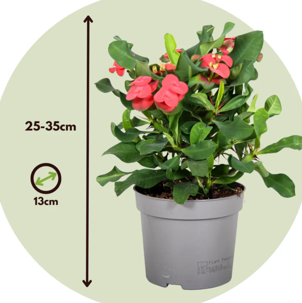 PLANT IN A BOX - Euphorbe de madagascar - euphorbia 'milii' - hauteur 25-35cm - ⌀13cm