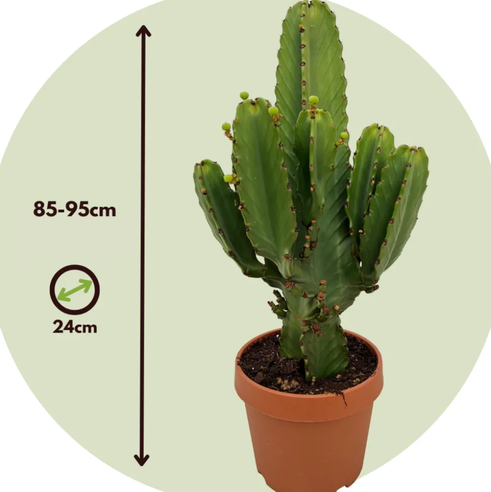 PLANT IN A BOX - Euphorbe ingens - euphorbia ingens - hauteur 85-95cm - ⌀24cm