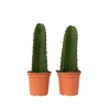 PLANT IN A BOX - Euphorbe ingens - set de 2 - euphorbia ingens - hauteur 40-50cm - ⌀18cm