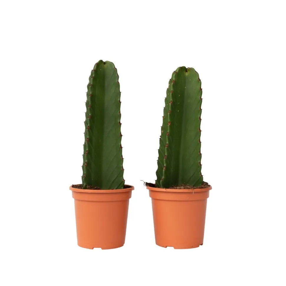 PLANT IN A BOX - Euphorbe ingens - set de 2 - euphorbia ingens - hauteur 40-50cm - ⌀18cm