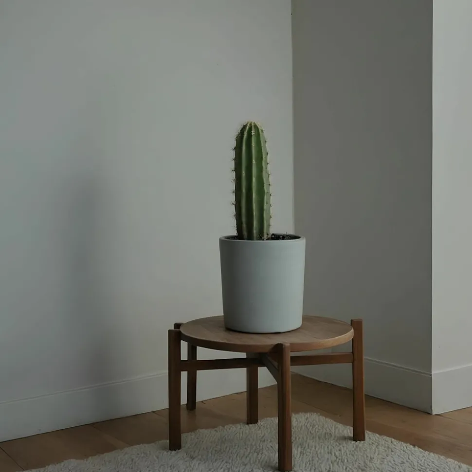 PLANT IN A BOX - Euphorbe ingens - set de 2 - euphorbia ingens - hauteur 40-50cm - ⌀18cm