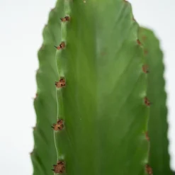 PLANT IN A BOX - Euphorbe ingens - set de 2 - euphorbia ingens - hauteur 40-50cm - ⌀18cm