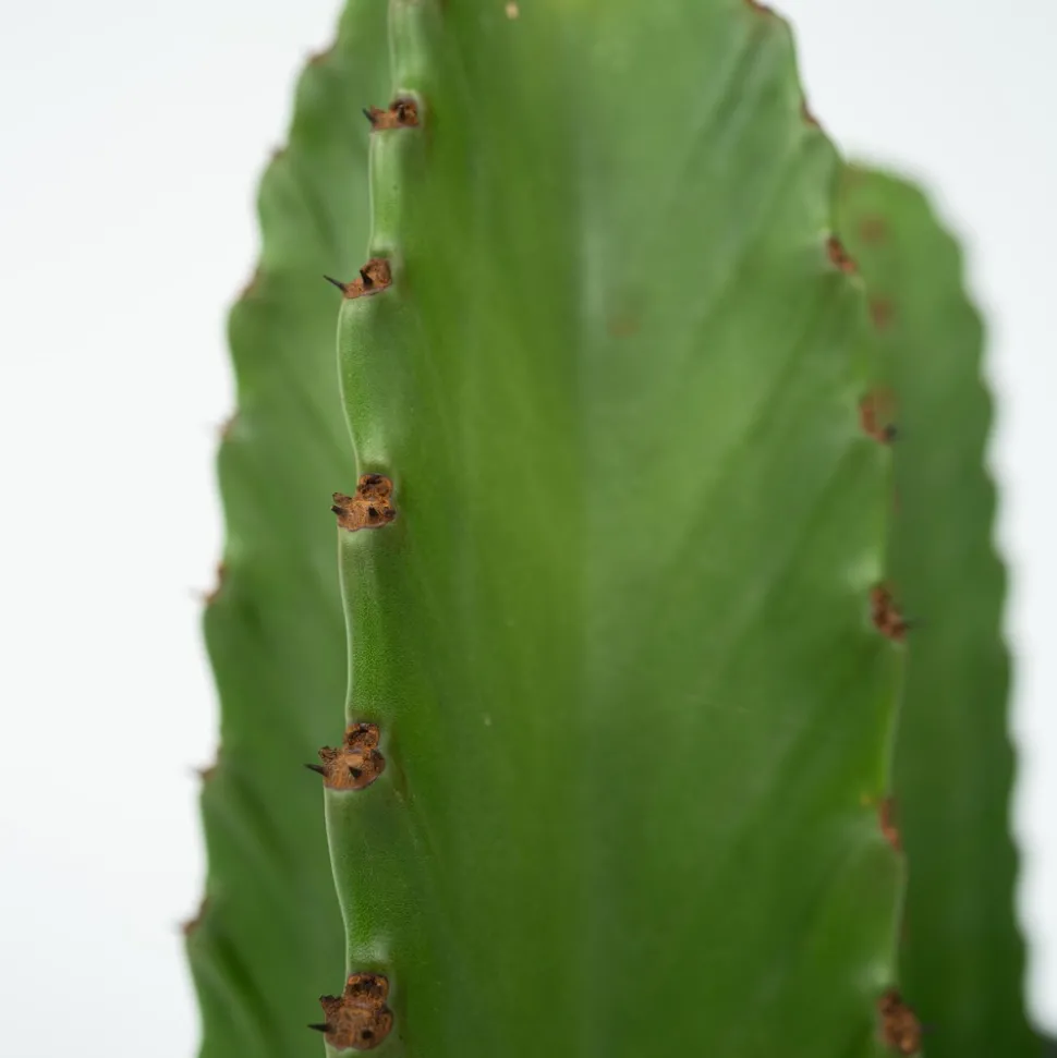 PLANT IN A BOX - Euphorbe ingens - set de 2 - euphorbia ingens - hauteur 40-50cm - ⌀18cm