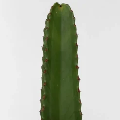 PLANT IN A BOX - Euphorbe ingens - set de 2 - euphorbia ingens - hauteur 40-50cm - ⌀18cm