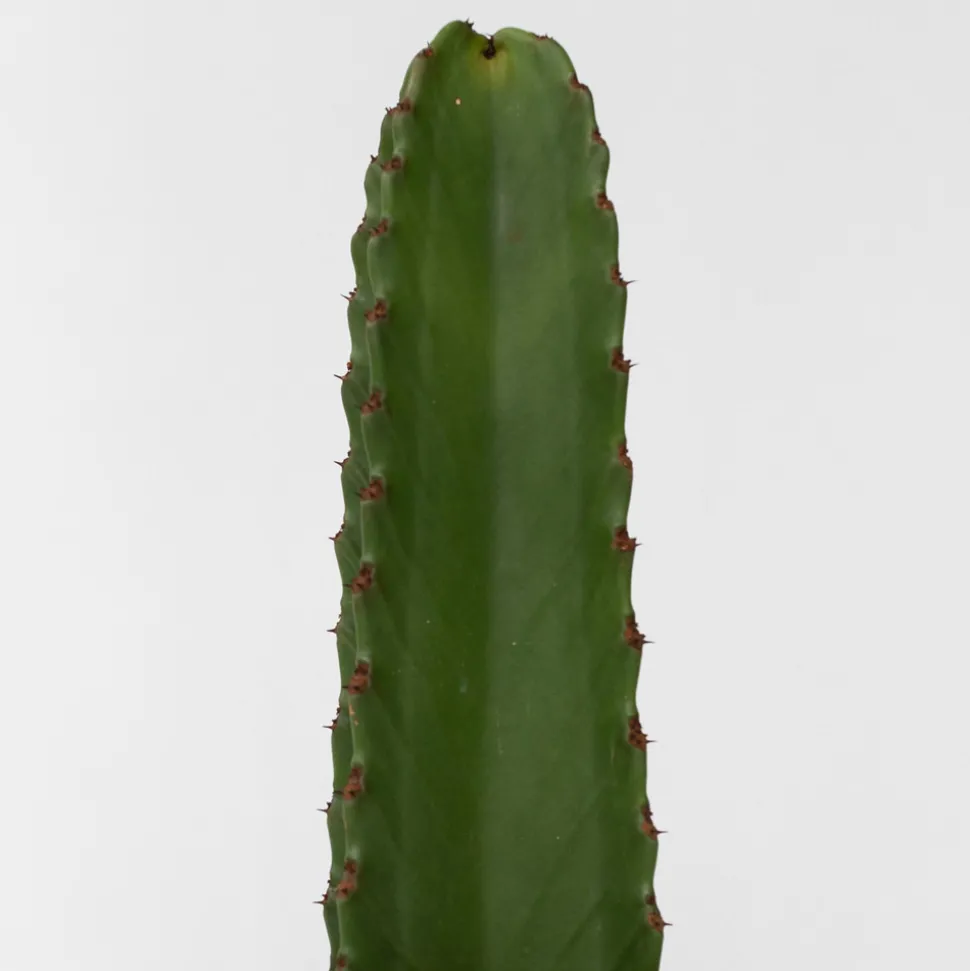 PLANT IN A BOX - Euphorbe ingens - set de 2 - euphorbia ingens - hauteur 40-50cm - ⌀18cm