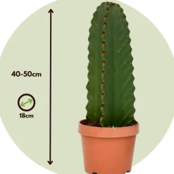 PLANT IN A BOX - Euphorbe ingens - set de 2 - euphorbia ingens - hauteur 40-50cm - ⌀18cm