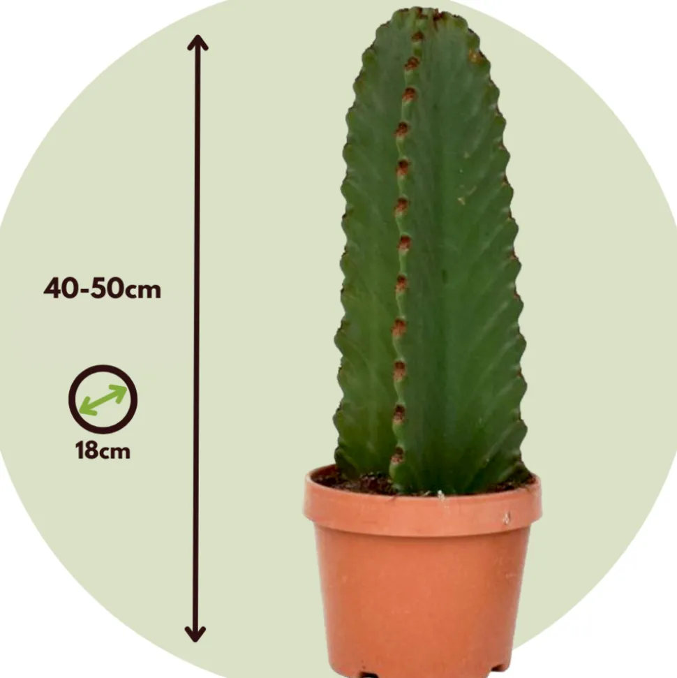 PLANT IN A BOX - Euphorbe ingens - set de 2 - euphorbia ingens - hauteur 40-50cm - ⌀18cm