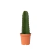PLANT IN A BOX - Euphorbe ingens - euphorbia ingens - hauteur 40-50cm - ⌀18cm