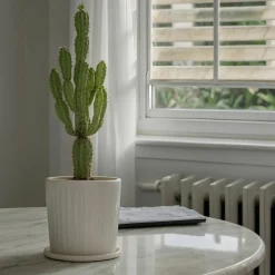 PLANT IN A BOX - Euphorbe ingens - euphorbia ingens - hauteur 50-60cm - ⌀17cm