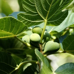 PLANT IN A BOX - Figuier de barbarie - set de 2 - ficus carica - hauteur 70-90cm - ⌀21cm