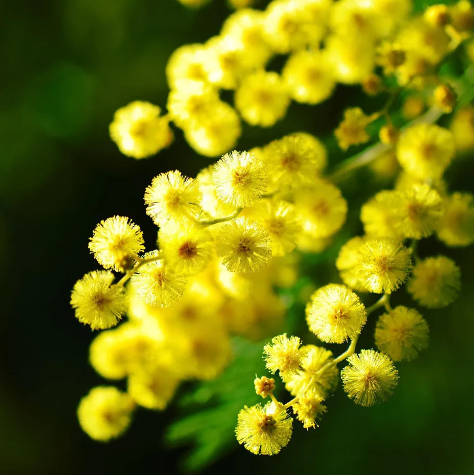 PLANT IN A BOX - Fleur de mimosa - set de 6 - mimosa dealbata - hauteur 25-40cm - ⌀9cm