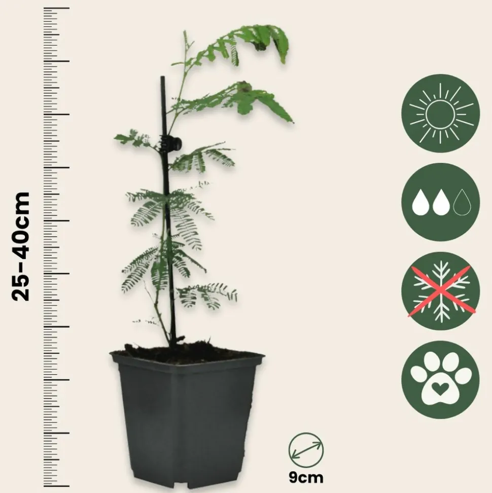 PLANT IN A BOX - Fleur de mimosa - set de 6 - mimosa dealbata - hauteur 25-40cm - ⌀9cm
