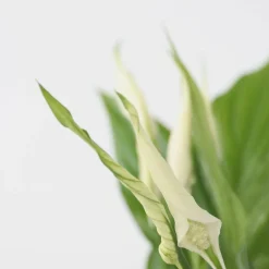 PLANT IN A BOX - Fleur de lune - set de 4 - spathiphyllum 'torelli' - hauteur 30-45cm - ⌀12cm