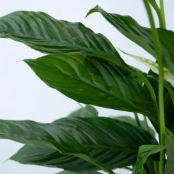 PLANT IN A BOX - Fleur de lune - set de 4 - spathiphyllum 'torelli' - hauteur 30-45cm - ⌀12cm