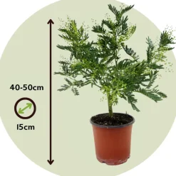 PLANT IN A BOX - Fleur de mimosa - mimosa dealbata - hauteur 40-50cm - ⌀15cm