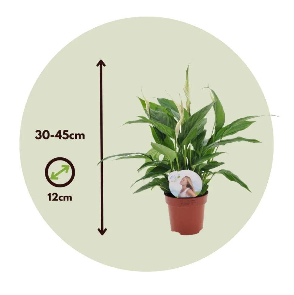 PLANT IN A BOX - Fleur de lune - set de 2 - spathiphyllum 'torelli' - hauteur 30-45cm - ⌀12cm