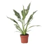 PLANT IN A BOX - Fleur de lune - spathiphyllum 'diamond' - hauteur 40-50cm - ⌀12cm