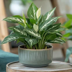 PLANT IN A BOX - Fleur de lune - spathiphyllum 'diamond' - hauteur 40-50cm - ⌀12cm
