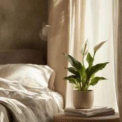 PLANT IN A BOX - Fleur de lune - set de 2 - spathiphyllum 'lima' - hauteur 60-75cm - ⌀17cm