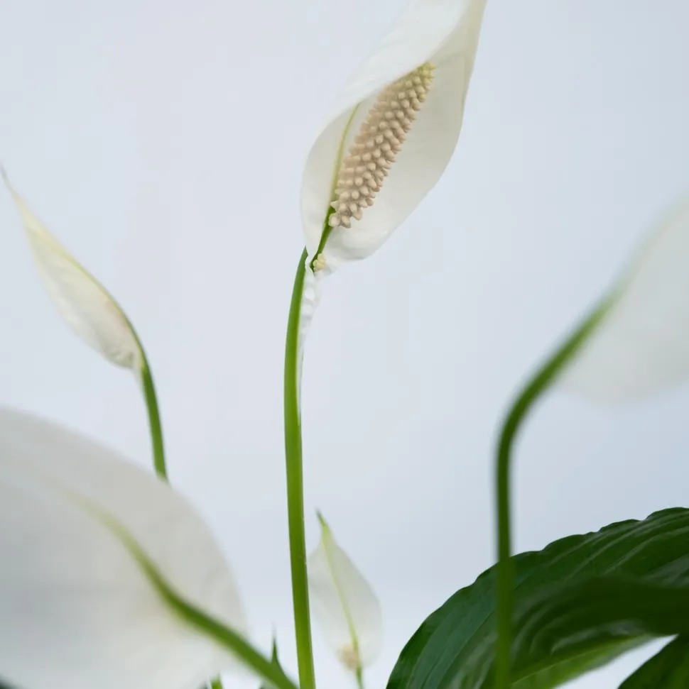 PLANT IN A BOX - Fleur de lune - set de 2 - spathiphyllum 'lima' - hauteur 60-75cm - ⌀17cm