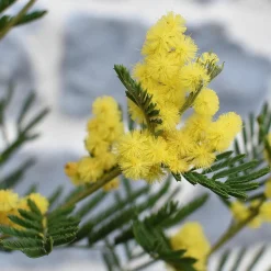 PLANT IN A BOX - Fleur de mimosa - set de 3 - mimosa dealbata - hauteur 25-40cm - ⌀9cm