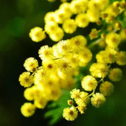 PLANT IN A BOX - Fleur de mimosa - set de 3 - mimosa dealbata - hauteur 25-40cm - ⌀9cm