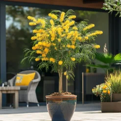 PLANT IN A BOX - Fleur de mimosa - set de 2 - mimosa dealbata - hauteur 40-50cm - ⌀15cm