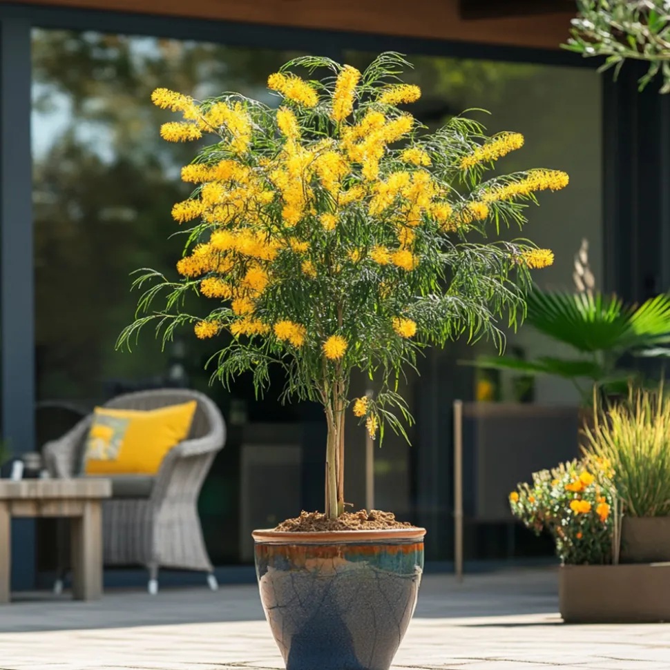 PLANT IN A BOX - Fleur de mimosa - set de 2 - mimosa dealbata - hauteur 40-50cm - ⌀15cm