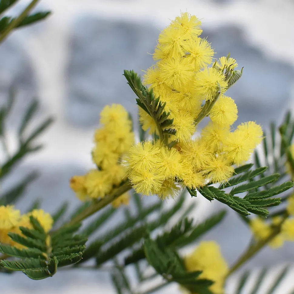 PLANT IN A BOX - Fleur de mimosa - set de 2 - mimosa dealbata - hauteur 40-50cm - ⌀15cm
