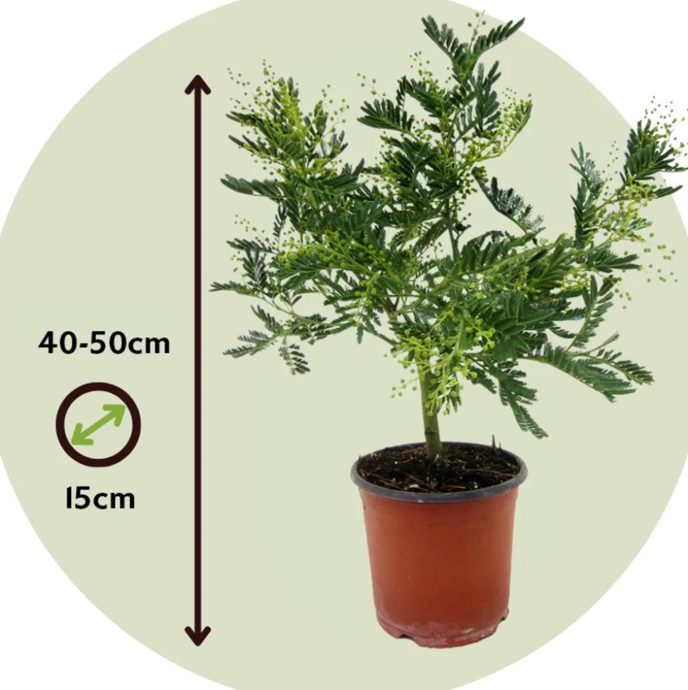 PLANT IN A BOX - Fleur de mimosa - set de 2 - mimosa dealbata - hauteur 40-50cm - ⌀15cm