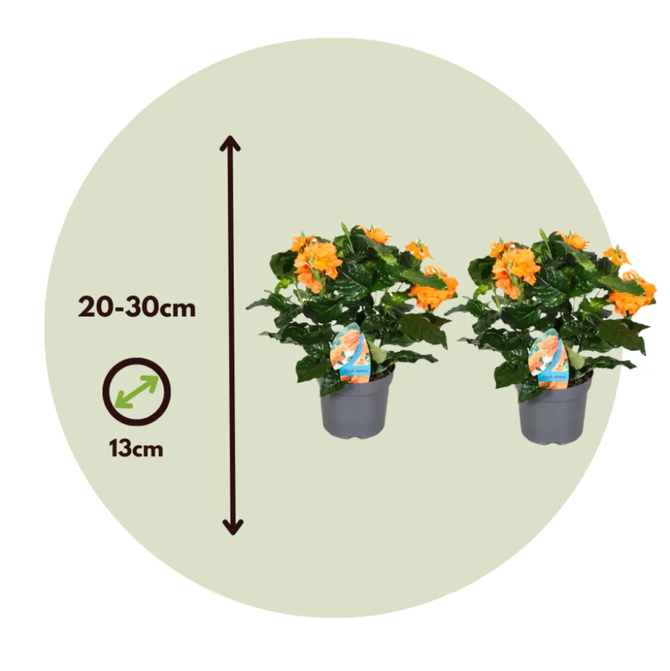 PLANT IN A BOX - Fleur du feu - set de 4 - crossandra 'fortuna' - hauteur 20-30cm - ⌀13cm