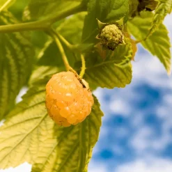 PLANT IN A BOX - Framboisier - set de 6 - rubus idaeus 'fallgold' - hauteur 25-40cm - ⌀9cm
