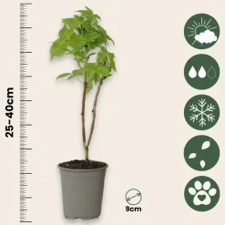 PLANT IN A BOX - Framboisier - set de 6 - rubus idaeus 'fallgold' - hauteur 25-40cm - ⌀9cm