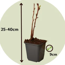 PLANT IN A BOX - Framboisier - set de 6 - rubus idaeus 'fallgold' - hauteur 25-40cm - ⌀9cm